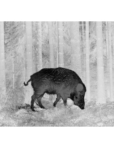 PULSAR THERMION XQ50 CANNOCCHIALE TERMICO