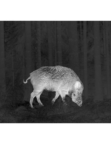 PULSAR THERMION XQ50 CANNOCCHIALE TERMICO