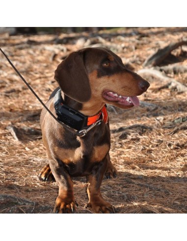 DOG TRACE GPS X30T ZUSÄTZLICHES HALSBAND MIT TRAININGSMODUL DOG TRACE GPS X30T ZUSÄTZLICHES HALSBAND MIT TRAININGSMODUL