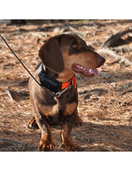DOG TRACE GPS X30T ADDITIONAL COLLAR WITH TRAINING MODULE