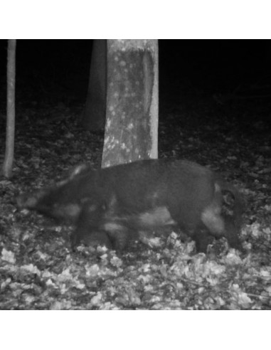 ATRA TAR ATTRACTANT BEECH 320GR