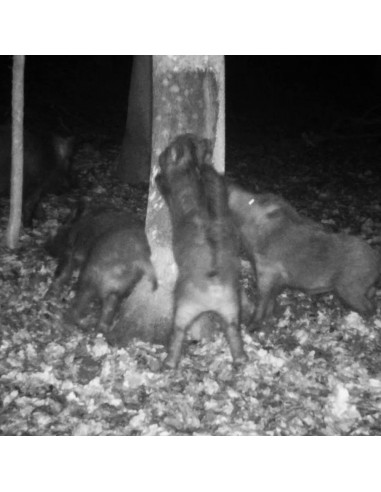 ATRA TAR ATTRACTANT BEECH 320GR