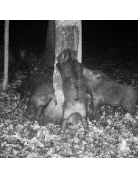 ATRA TAR ATTRATTIVO CATRAME FAGGIO 320GR