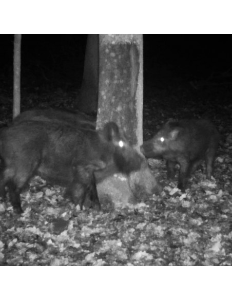 ATRA TAR ATTRATTIVO CATRAME FAGGIO 320GR