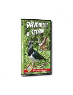 Pavoncelle e Storni da Appostamento